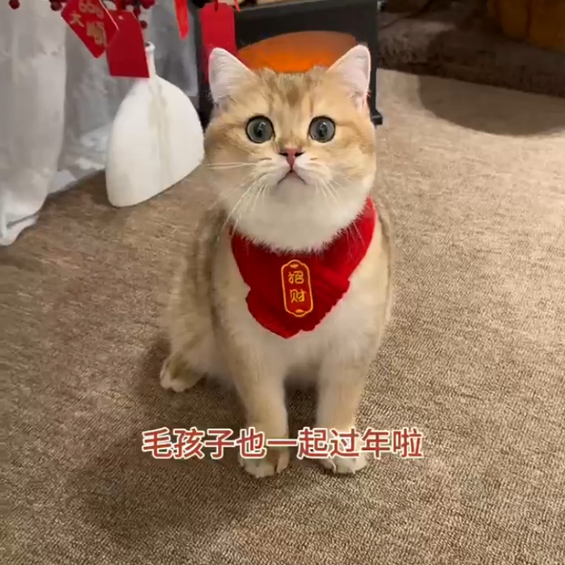 [Chinese style] cat dog pet scarf knitted warm red scarf good moral creative handmade scarf