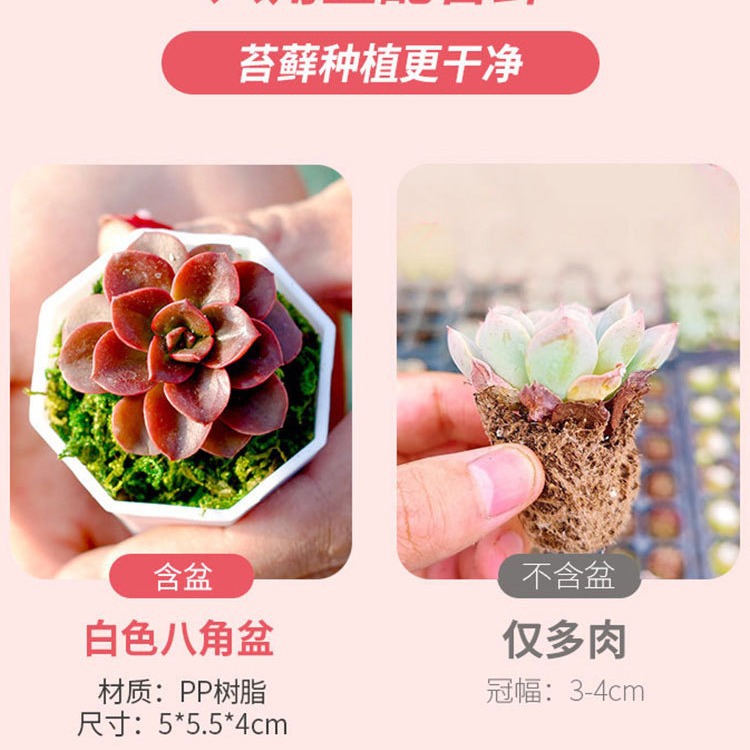 Succulent Plant with Pot, Good Potted Plant Combination, Large Flower Succulent Package, Beautiful Succulent Small Potted Plant
