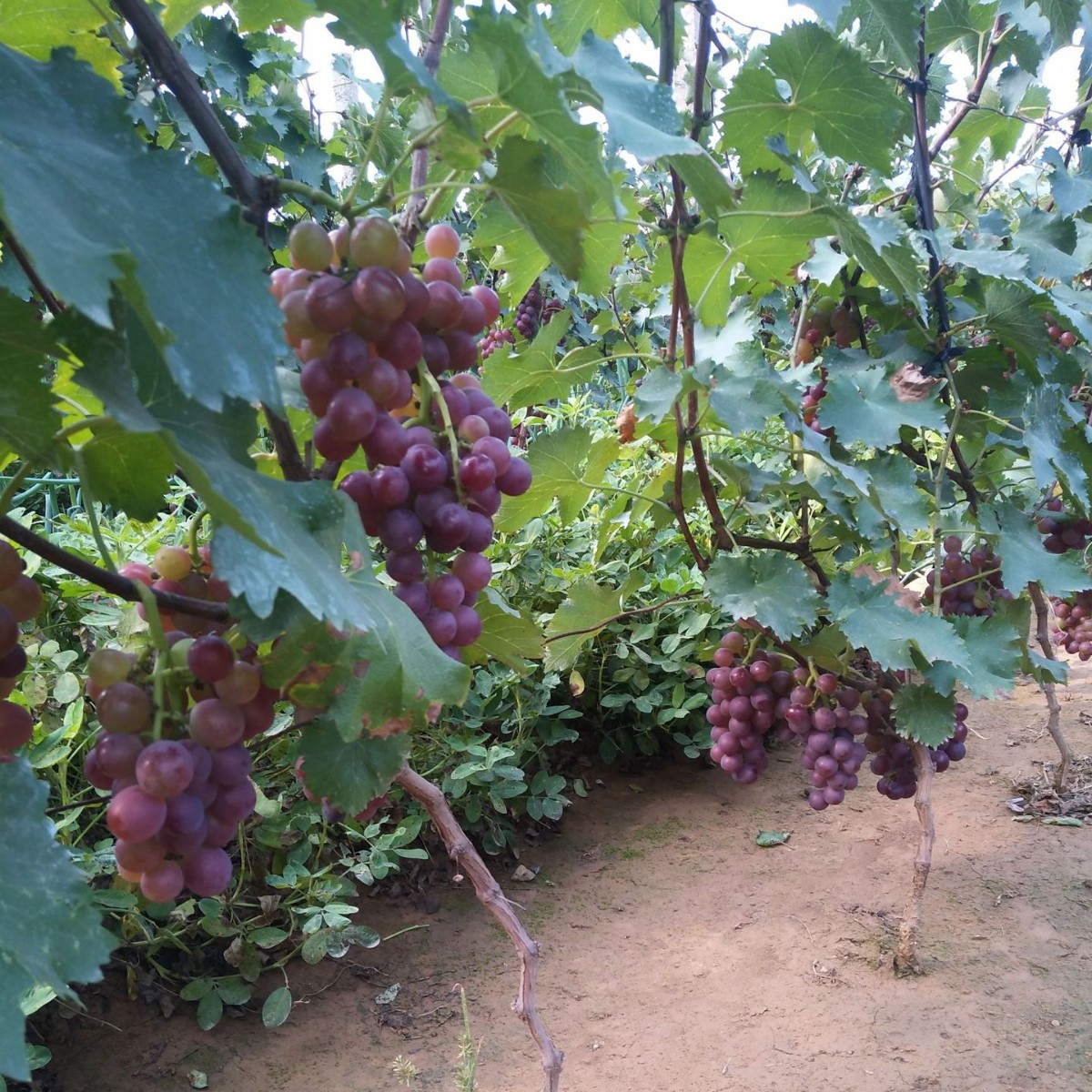 Wholesale of Home-Grown Grapes, Organic Grapes, Sweet Large Grapes, Freshly Picked Fruits for Pregnant Women, Cold Chain Transportation, Large Grapes