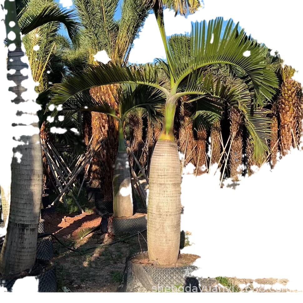 Hainan Coconut Tree Southern Wine Bottle Coconut Price Wine Bottle Coconut Is Suitable for Indoor Greenhouse Planting