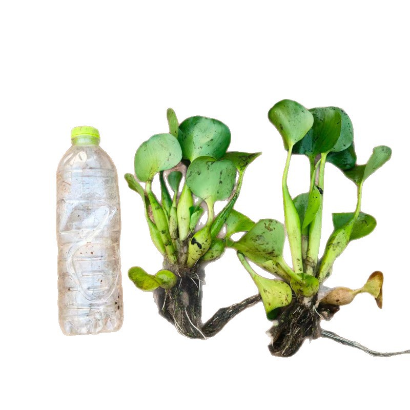 Water Hyacinth Seedlings Purify Water Quality, Are Easy to Cultivate, and Are Used in Aquatic Municipal Greening Projects. Water Hyacinth Seedling Bases Are Available for Wholesale