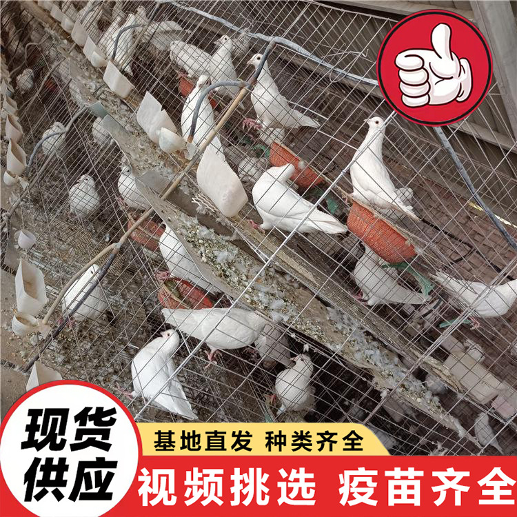 Farm Sells Large Quantities of Gray King Pigeons, American Floor King Pigeons, White Feather King Pigeons for Feeding in Scenic Spots and Square Pigeons at Discounted Prices