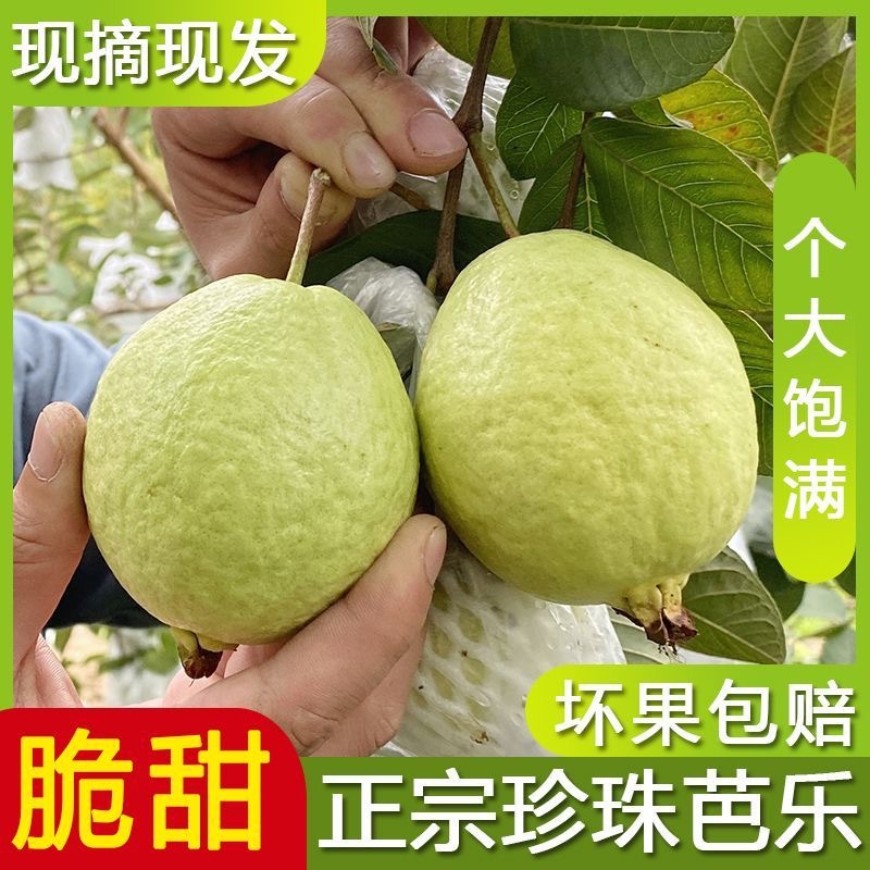 Guava Taiwan Pearl Guava with Sour Plum Powder, Low-Sweetness Crisp Hard Guava for Pregnant Women, Family Pack, Freshly Picked