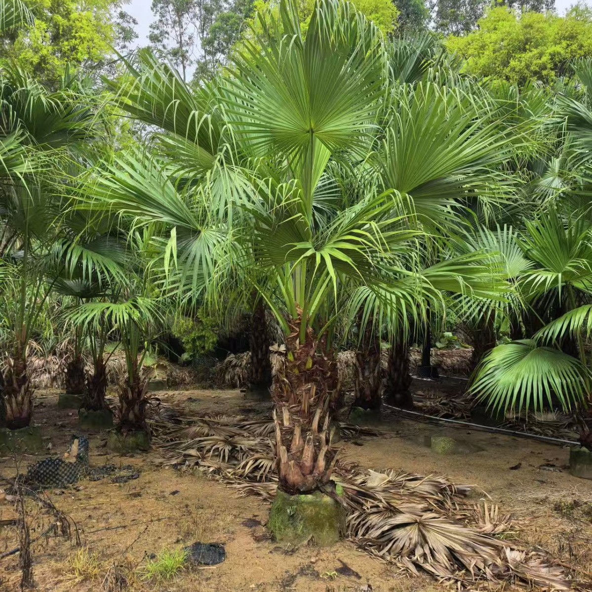 Fujian Pukui Base Wholesale Jiangxi Pukui Supply Sichuan Pukui Quotation Zhejiang Pukui Tree Price