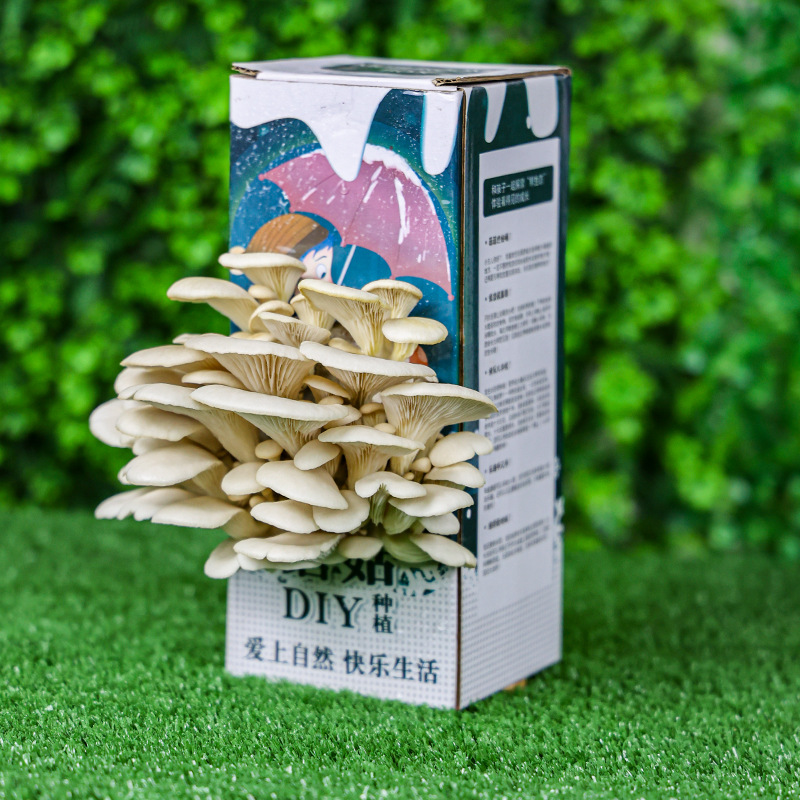 Mushroom Strand Planting Edible Mushroom Pleurotus ostreatus Mushroom Bag Box Children's Gift Mushroom Bag Family Fun Planting