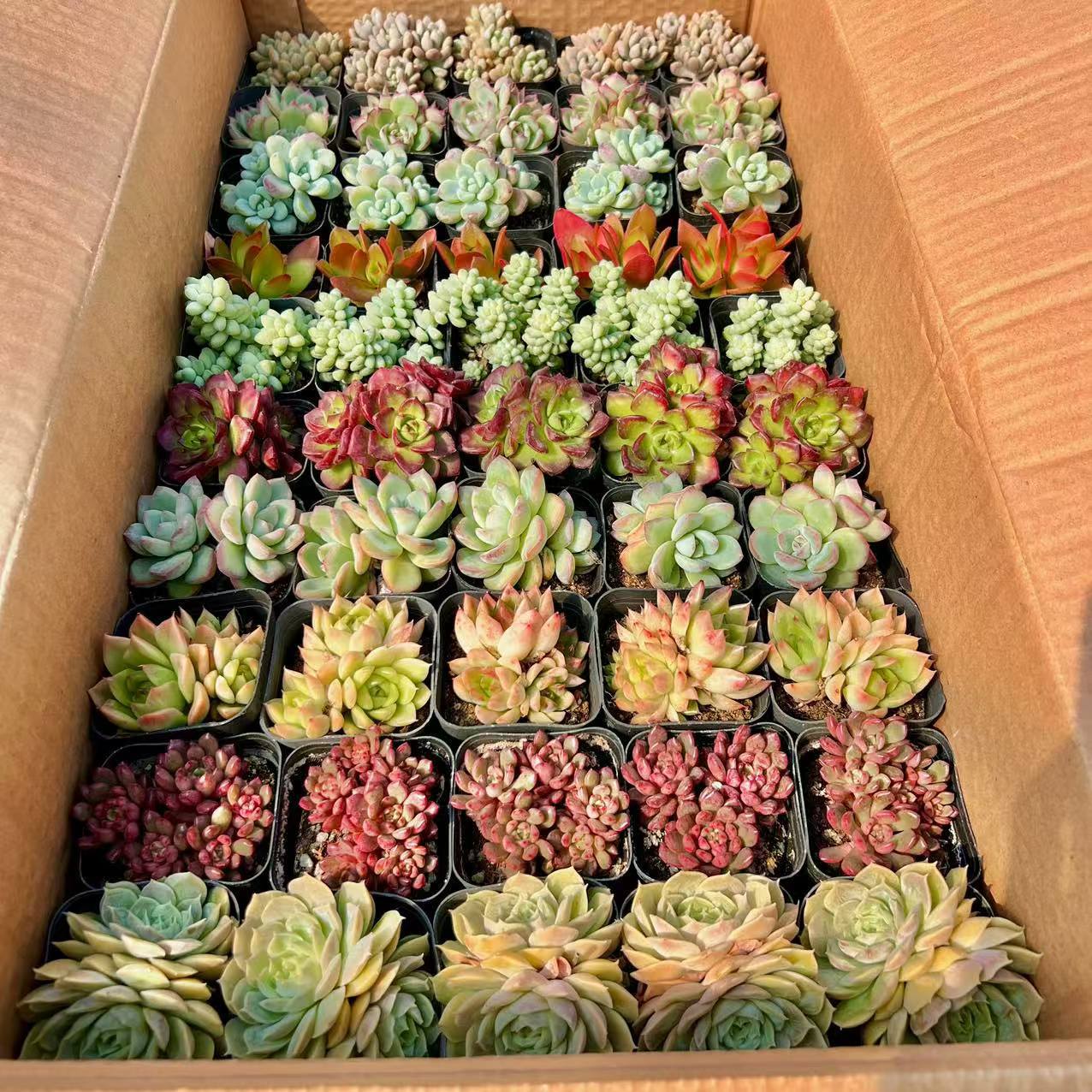 Succulent Wholesale Succulent Plants with Pots Succulent Potted Plants with Pots Wholesale Balcony Succulent Plant Packages