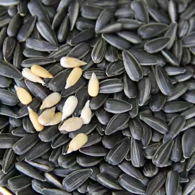 Seasonal new raw oil sunflower seed melon seed bird food hamster raw material black melon seed sunflower seed raw material bulk wholesale