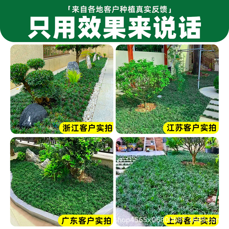 Japanese Dwarf Ophiopogon Japonicus Grass, Garden Lawn Greening Ground Cover Plant, Fine-Leaf Golden-Edged Cold-Resistant Wheat Grass Seedlings