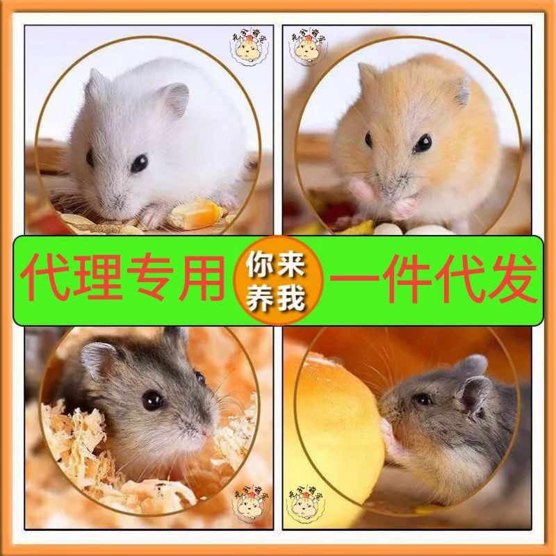 Маленький хомяк, фиолетовый хомяк, золотой хомяк, пара для влюбленных, бесплатная доставка