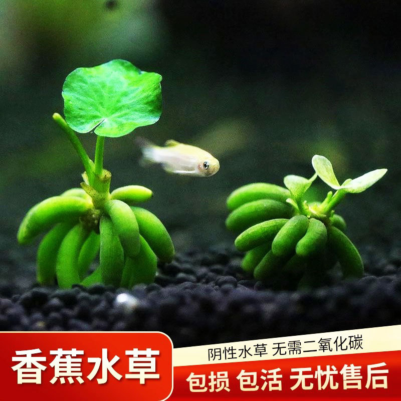 Банановая трава, водные растения для аквариумов, очищение качества воды, создание ландшафтов, увеличение кислорода, не требует ухода, подходит для начинающих и ленивых людей для разведения рыб и зелёных растений