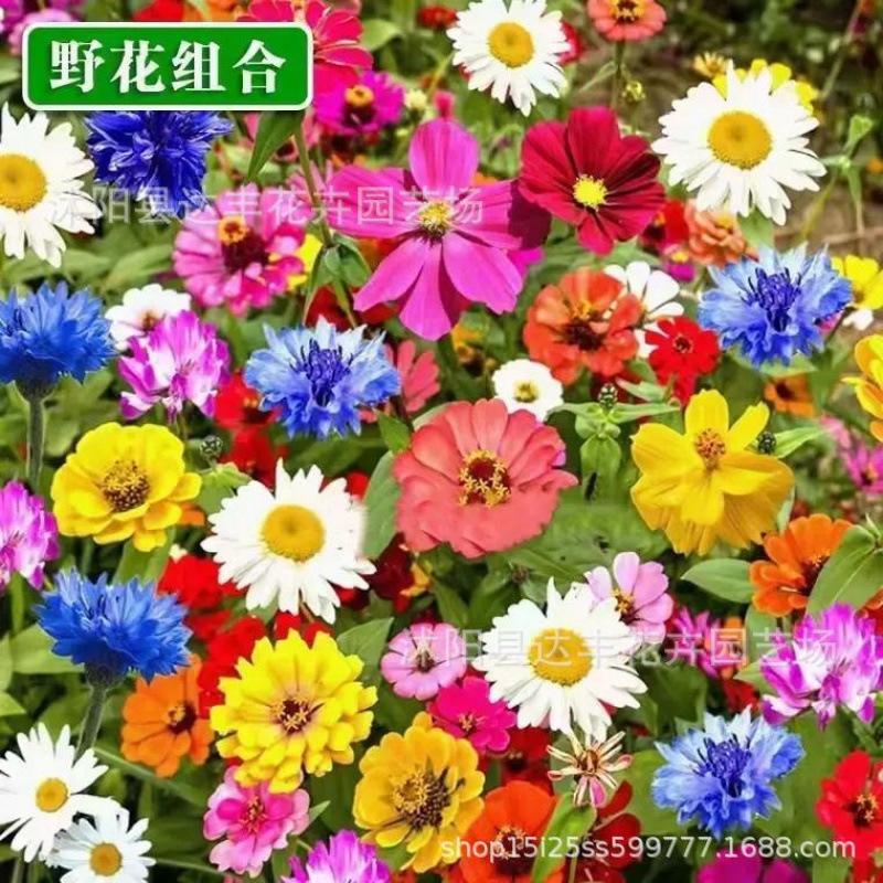 [Hot-Selling E-Commerce Products] Manufacturers Wholesale Flower Seeds, Various Flower Seeds for Planting in Pots, Balcony and Courtyard Flower Seeds in All Seasons