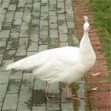 Large-Tailed Ornamental Peacock Live Wholesale Sale of Warm-Peacock Seedlings, Live Blue Peacock Breeding in Scenic Spots and Gardens