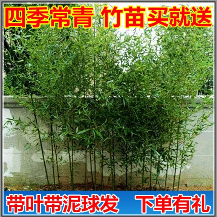 Саженцы бамбука для двора, холодостойкие северные бамбуковые растения, вечнозеленые золотые и зеленые саженцы бамбука, саженцы фиолетового бамбука в горшках