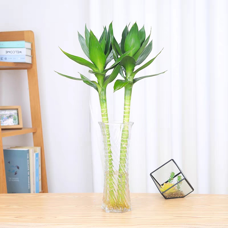 Wenchang Bamboo with Roots Guanyin Bamboo Lotus Bamboo Rich Bamboo Hydroponic Plant Purifies the Air in the Office Water-Cultured Green Plants