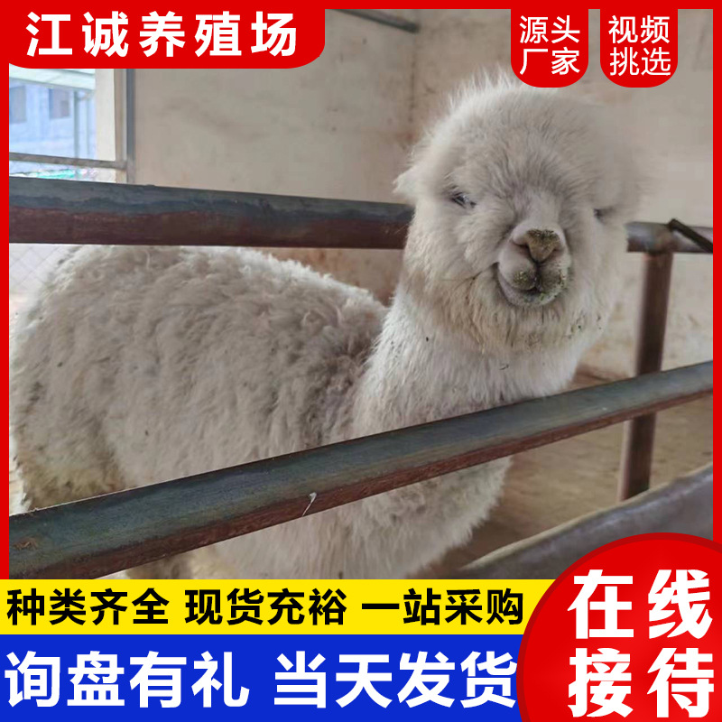 Alpaca Live Animals for Sale, Scenic Spot Ornamental Animals, Mythical Beasts, Grass Mud Horses, Live Alpacca Pets, Cute Little Alpacca