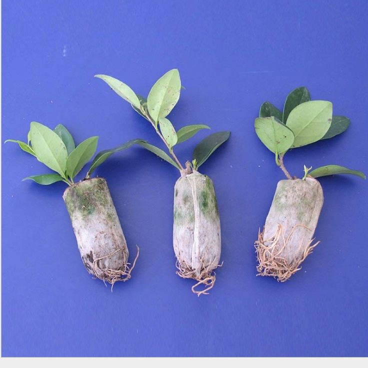 Factory direct 3cm compressed seedling block nutrition block matrix block flowers, vegetables, melons and fruits seedling soil block