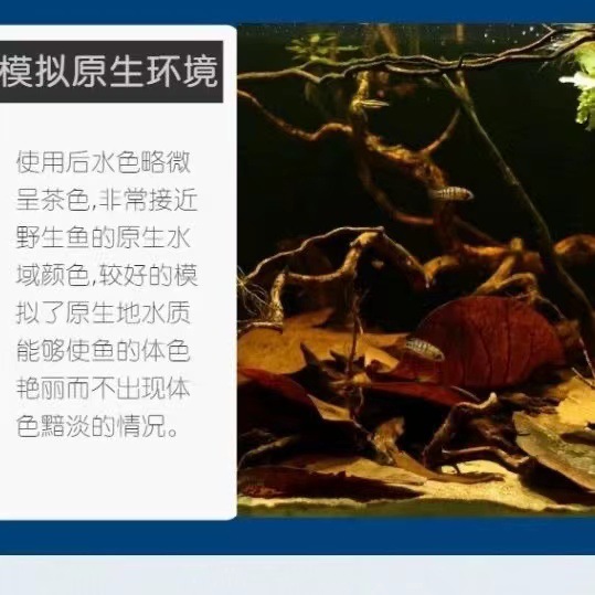 Douyu's Special Natural Terminalia Leaf Reduces Water Quality Ph Value, Reduces Acidity, Prevents Burning, Tail Clip Tail Adjustment and Improves Water Quality