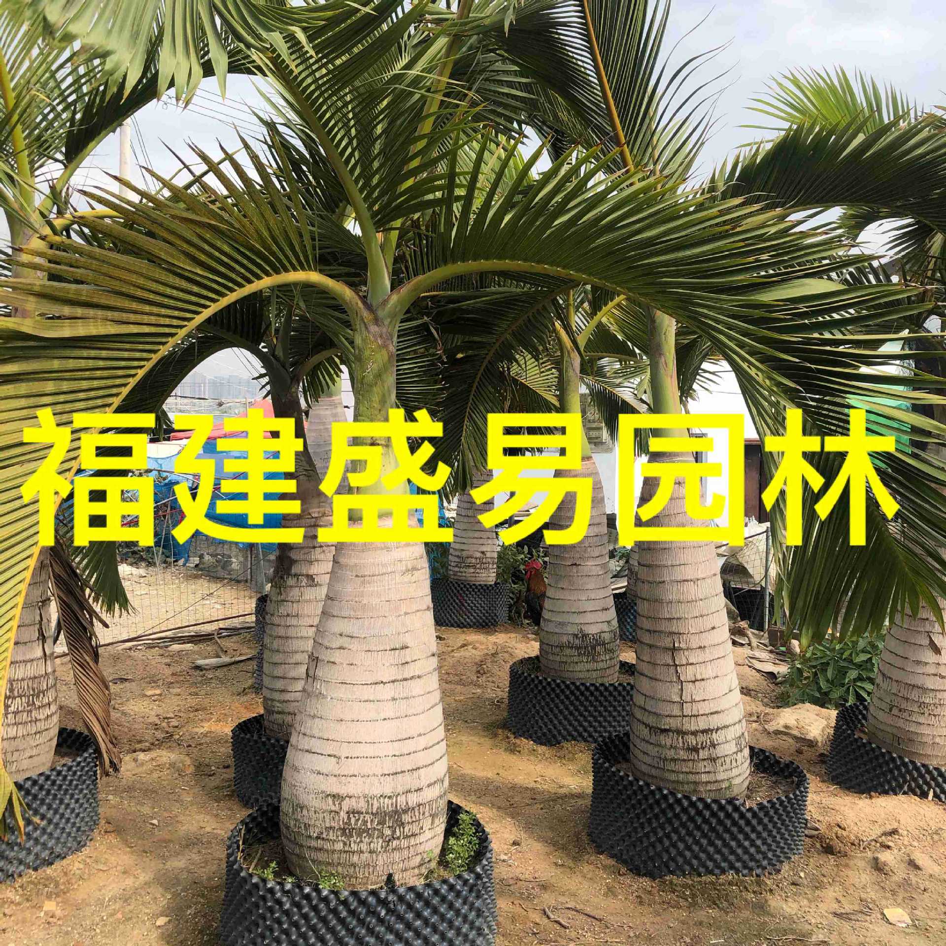 Оптовая продажа бутылок кокосового вина, цена на бутылку кокосового вина, цитата с плантации кокосовых деревьев в Хайнане