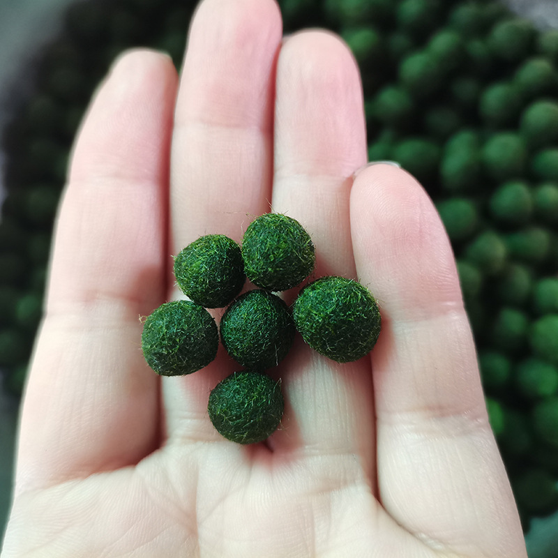 Happy seaweed ball marimo ecological bottle water culture ornamental living aquatic plants micro landscape marimo seaweed ball