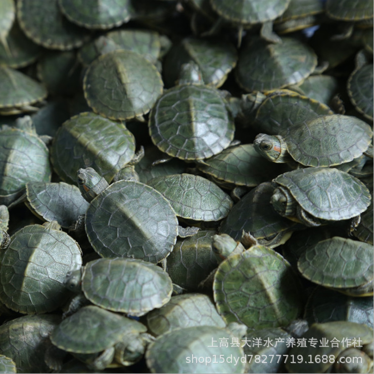Small Brazilian tortoise pet turtle living creature red-eared turtle water turtle stall wholesale big turtle golden turtle seedlings