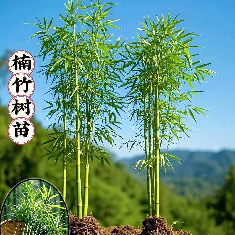 Bamboo Seedlings, Purple Bamboo Seedlings, Courtyard Bamboo Seedlings, Green Bamboo Seedlings, Gold Inlaid Jade Bamboo Seedlings, Golden Bamboo Seedlings, Wall Greening Bamboo Seedlings