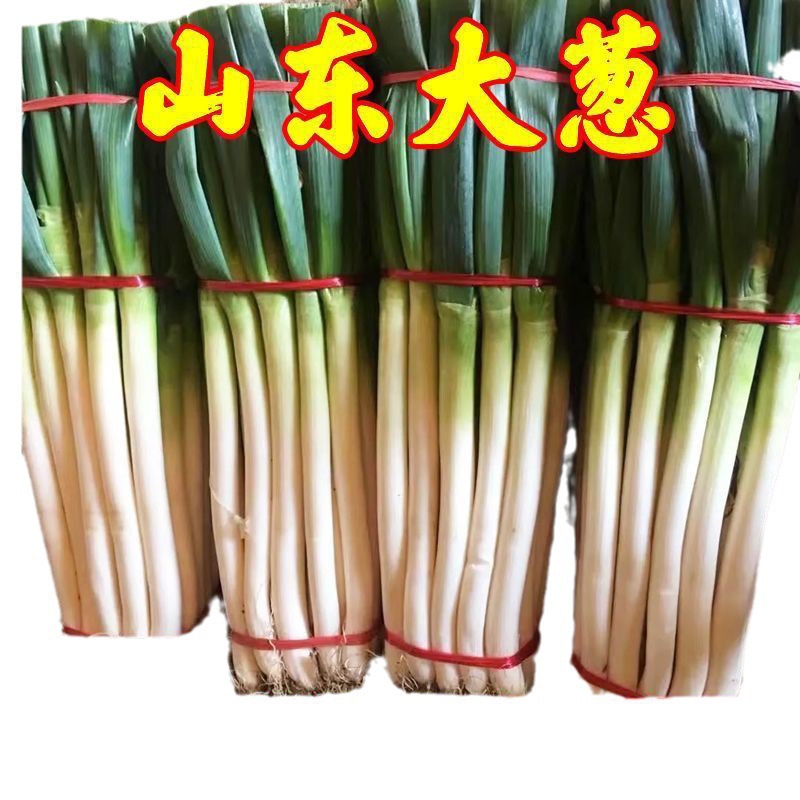 Authentic Shandong Zhangqiu Iron 0.5kg Green Onions Freshly Dug Vegetables Green Onions Sweet Onions Dipping Sauce Specialty Wholesale Free Shipping