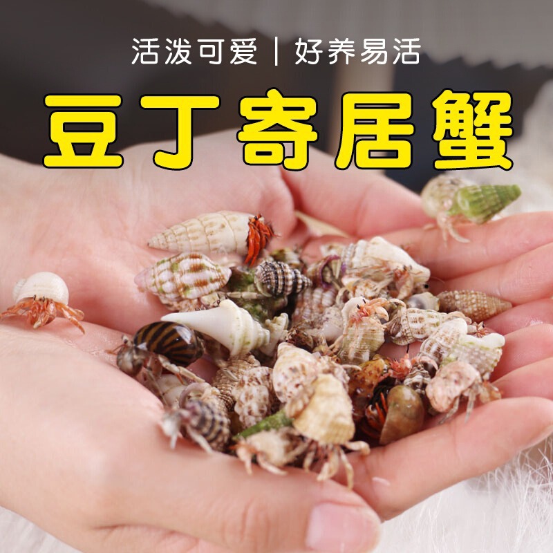Набор для новичков по крабам-отшельникам, коробка для кормления, продукты для кормления, совместное содержание, набор для крабов, подарок для детей