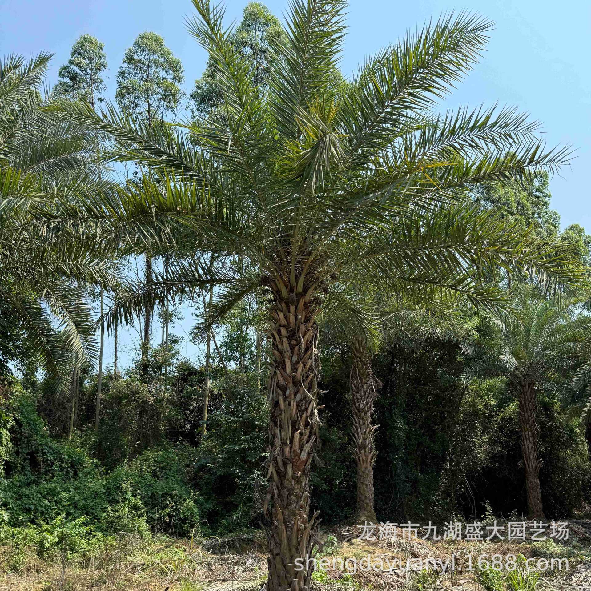 Transplanting Middle Eastern Sea Palm Trees in Fujian, Price of Curved Silver Sea Palm Trees in Zhejiang, Wholesale of Middle Eastern Sea Palm Trees with Root Control Device in Jiangxi