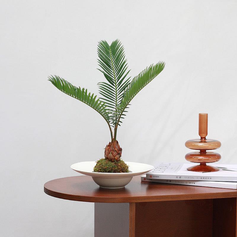 Native Moss Ball Plant Potted Duck Foot Wood Japanese-Style Hydroponic Lazy Style Desktop Easy-To-Care-For Green Plant