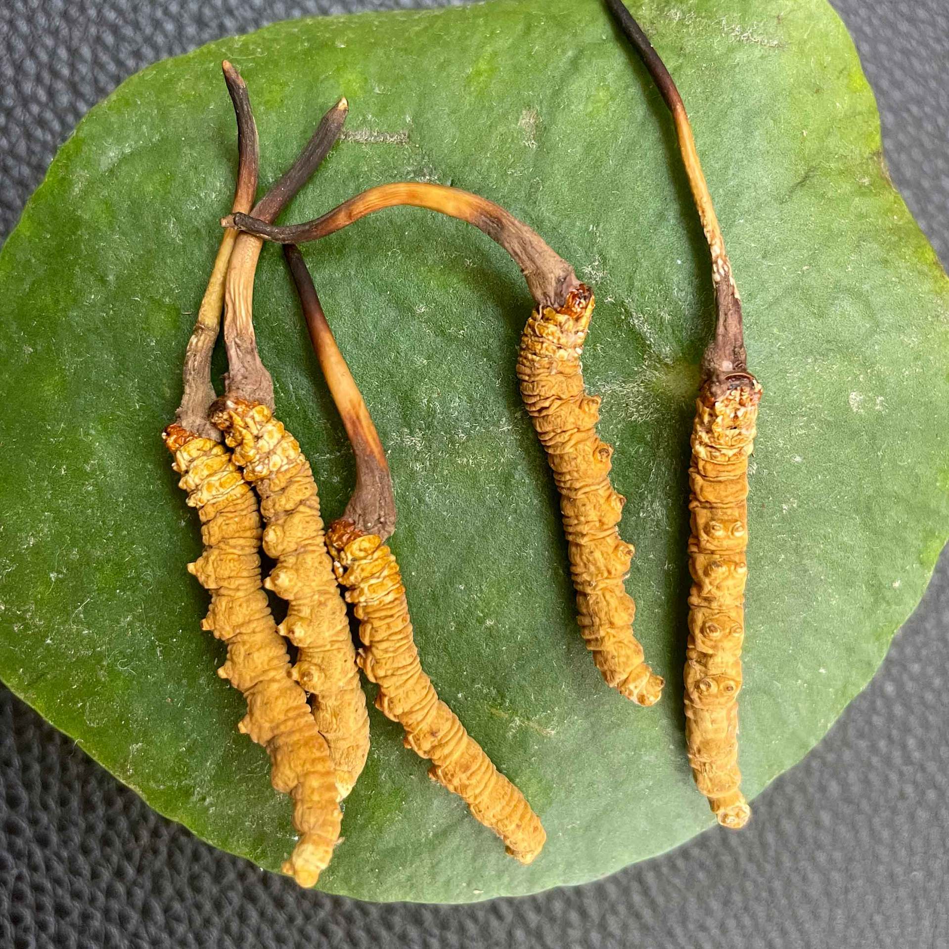 Wholesale of Xizang Cordyceps from Its Natural Habitat in Qinghai Yushu Grassland, High-Altitude Cordyceps for Dropshipping