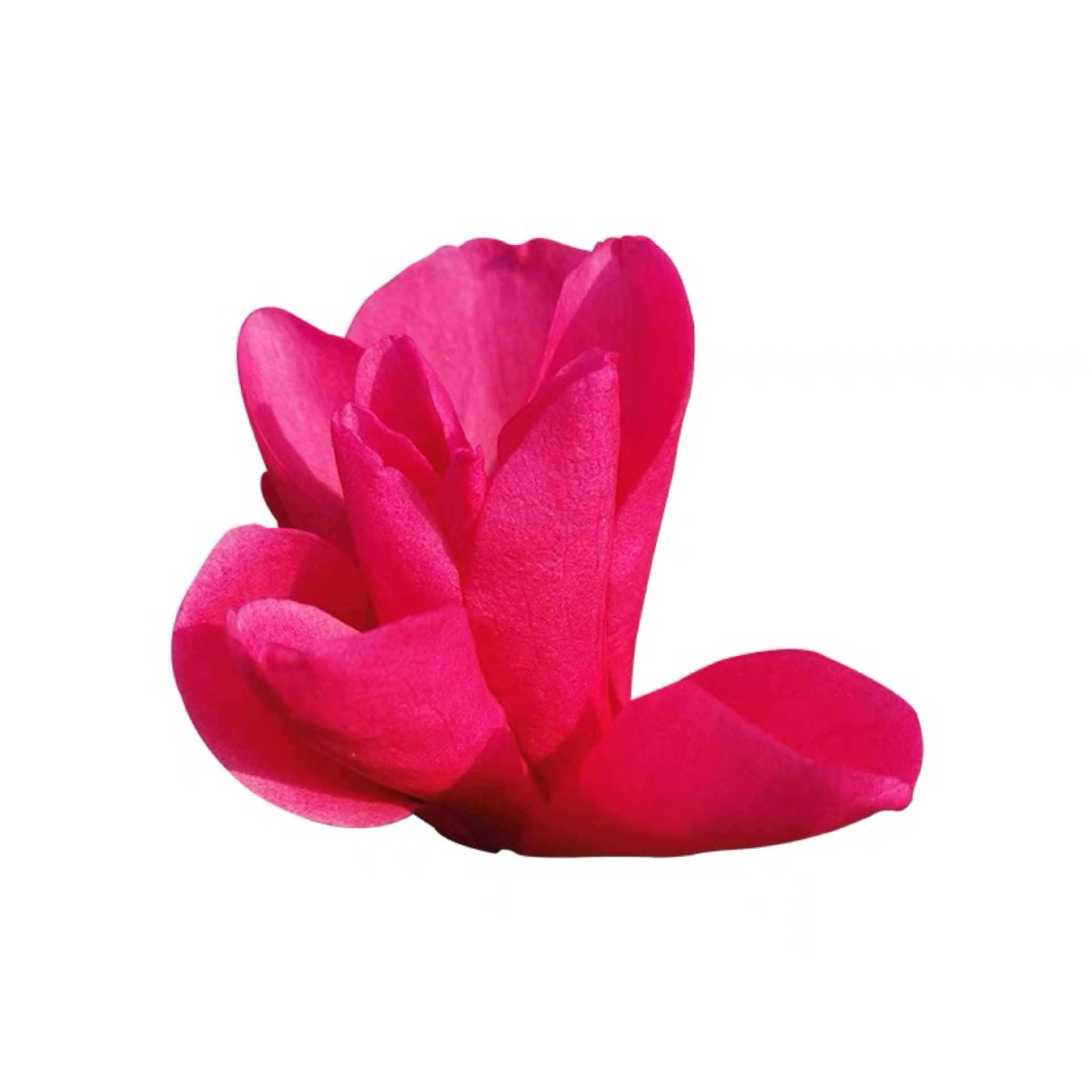 Delicate Red Magnolia Saplings Fragrant Magnolia Two Trees Red Peony Magnolia Tree Courtyard House Balcony Cold-Resistant Landscape Tree