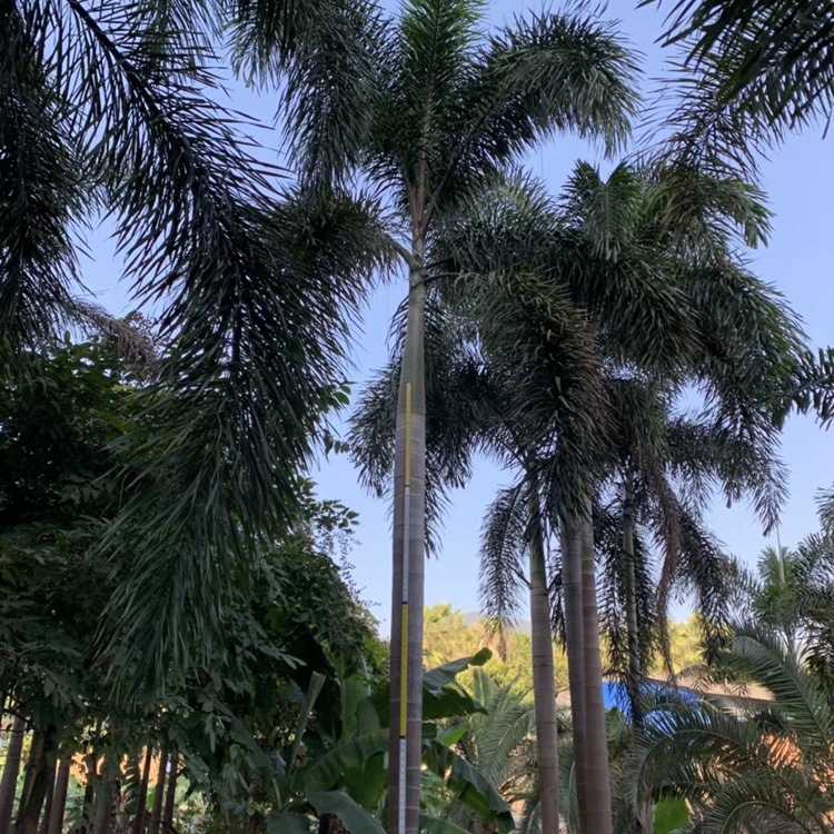 Zhejiang Clustered Multi-Pole Foxtail Coconut Tree Base Tropical Plant Coconut Tree Price Hainan Coconut Tree Wholesale