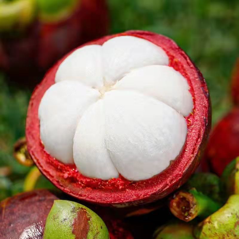 Spot Imported from Indonesia Mangosteen 5A6A Large Fruit Tropical Seasonal Fresh Fruit Sf Express One Piece Drop Shipping