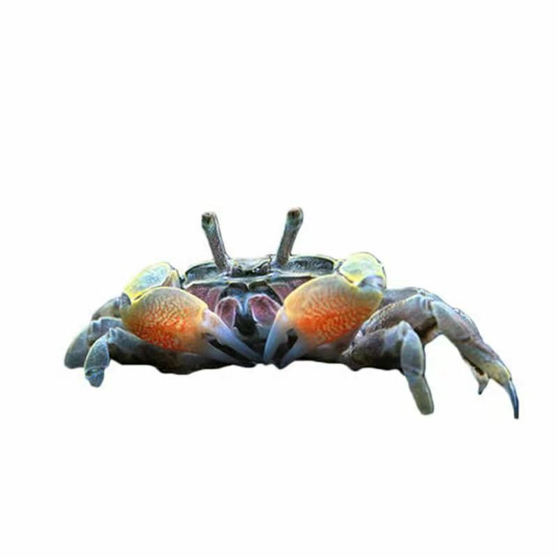 Pepper Crab Small Crab Stall with Price of Goods Hand Crab Ornamental Crab Freshwater Crab Living Pet Origin