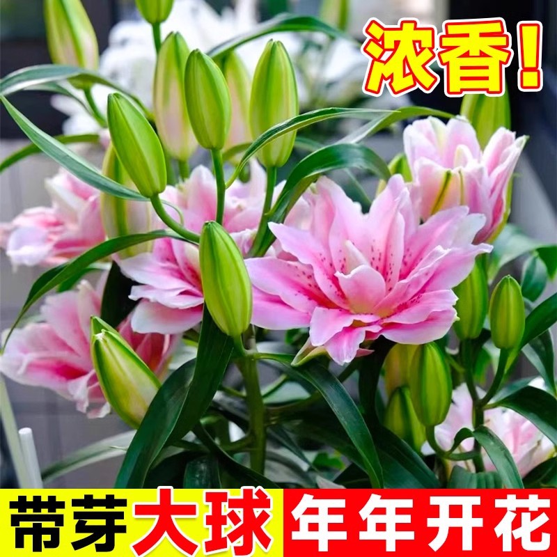 Fresh Perfume Lily Bulbs with Buds, Four-Season Green Plants, Potted Flower Seeds, Indoor Balcony Flower Seedlings, Large Bulbs