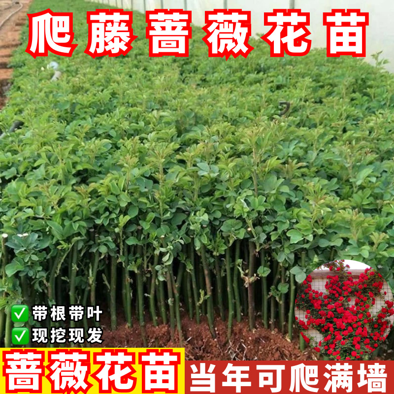 Rose Flower Cuttings, Climbing Rose Plants, Redwood Fragrant Roses, Balcony Garden Roses, Potted Roses