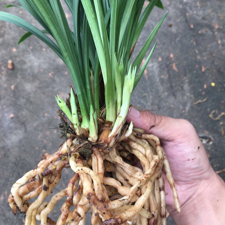 Orchid Potted Plants for All Seasons Jianlan Dafengsu Strong-Scented Indoor Potted Florals and Green Plants Are Good for Feeding Potted Orchid Seedlings