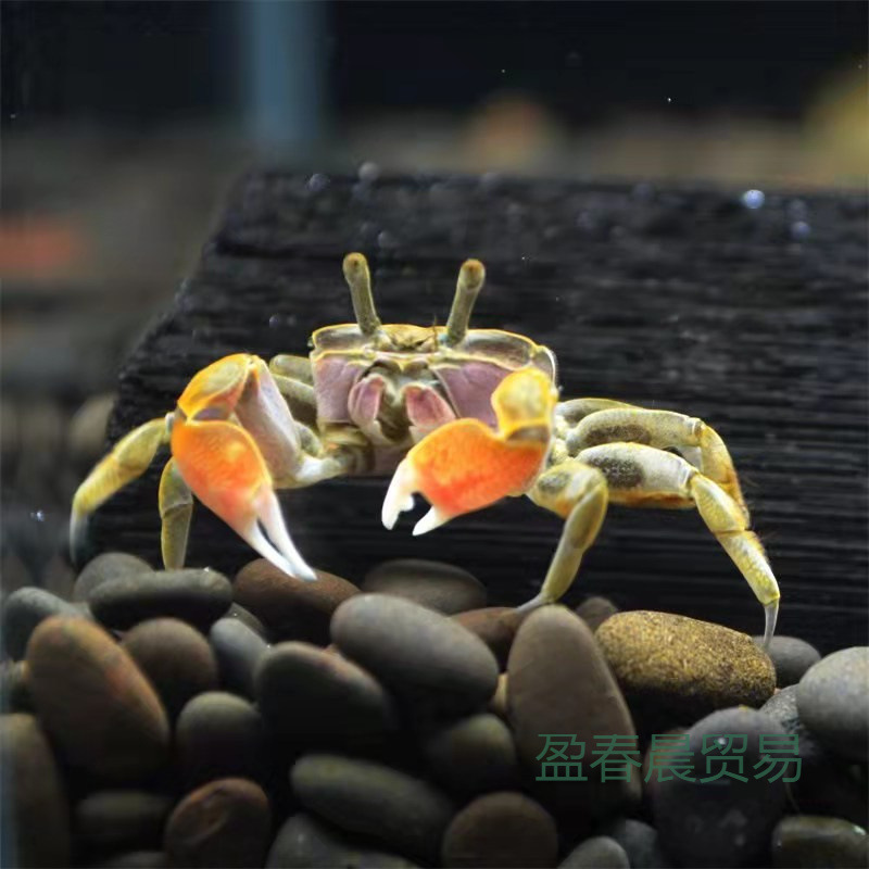 Chili Crab, Small Crab, Small Fish, Snail, Stall Goods, Crab, Turtle, Crab, Ornamental Fish, General Crab, Pet, Free Shipping