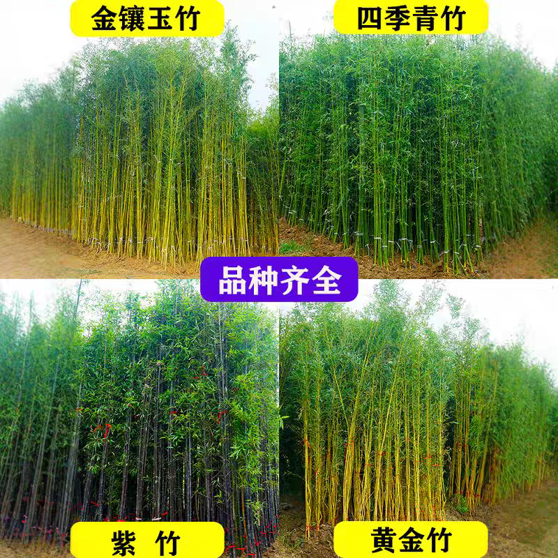 Bamboo Seedlings, Courtyard Evergreen Bamboo, Green Bamboo, Purple Bamboo, Luohan Bamboo Seedlings, Northern Outdoor Cold-Resistant Wall Saplings
