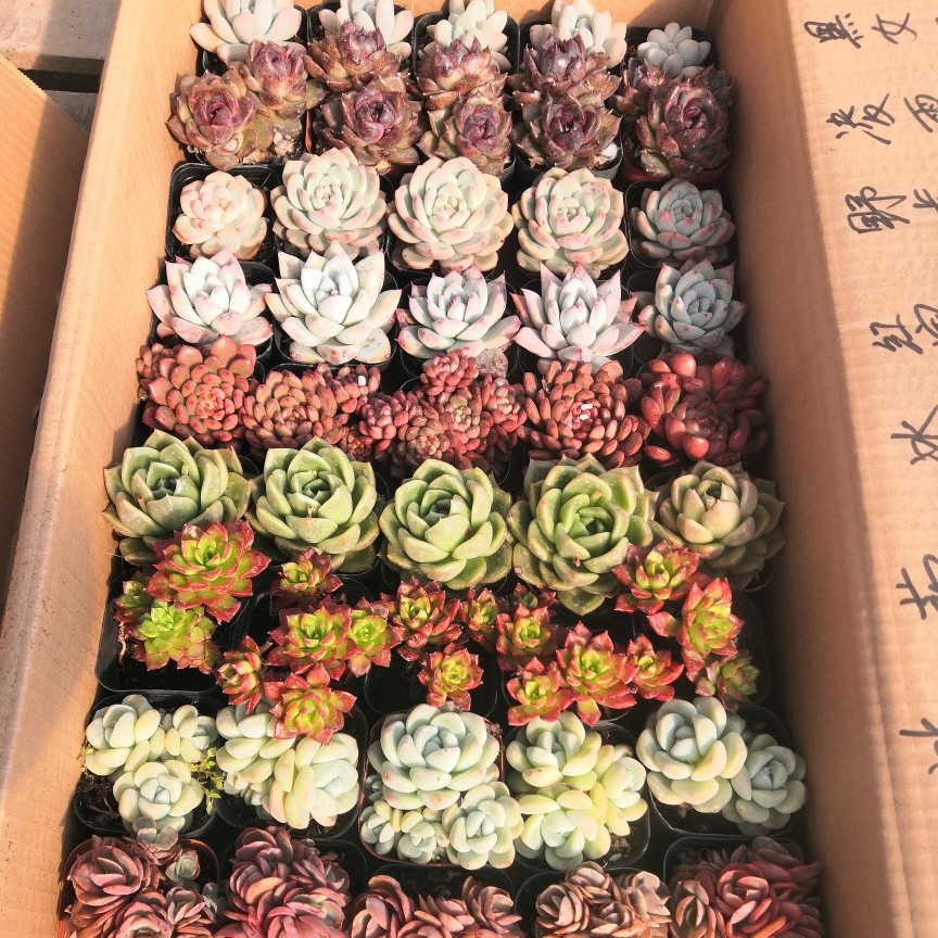 Суккуленты Lcl оптовый производитель тепличных растений Lcl комбинация смешанных готовых горшечных растений