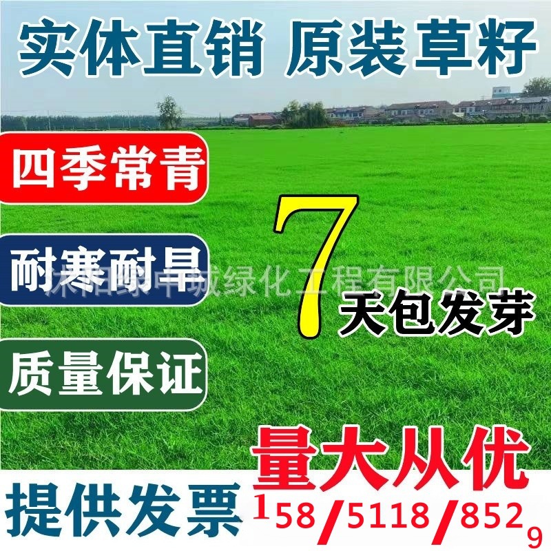Семена газона, травяные семена, вечнозеленое озеленение, бермудская трава, высокая фестука, семена райграса, защита склона и стабилизация почвы