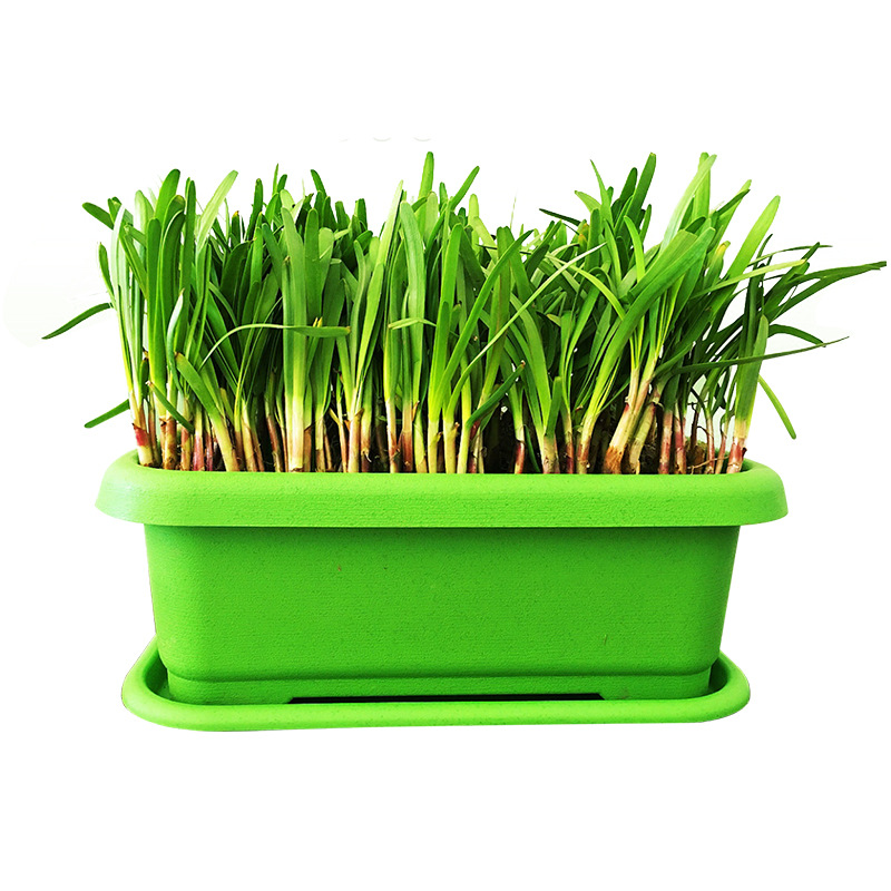 Freshly Dug Purple-Red New Leek Roots, Wide-Leaf Leek Seedlings, Indoor Balcony Four-Season Potted Large-Leaf Leek Roots, Courtyard Cold-Resistant