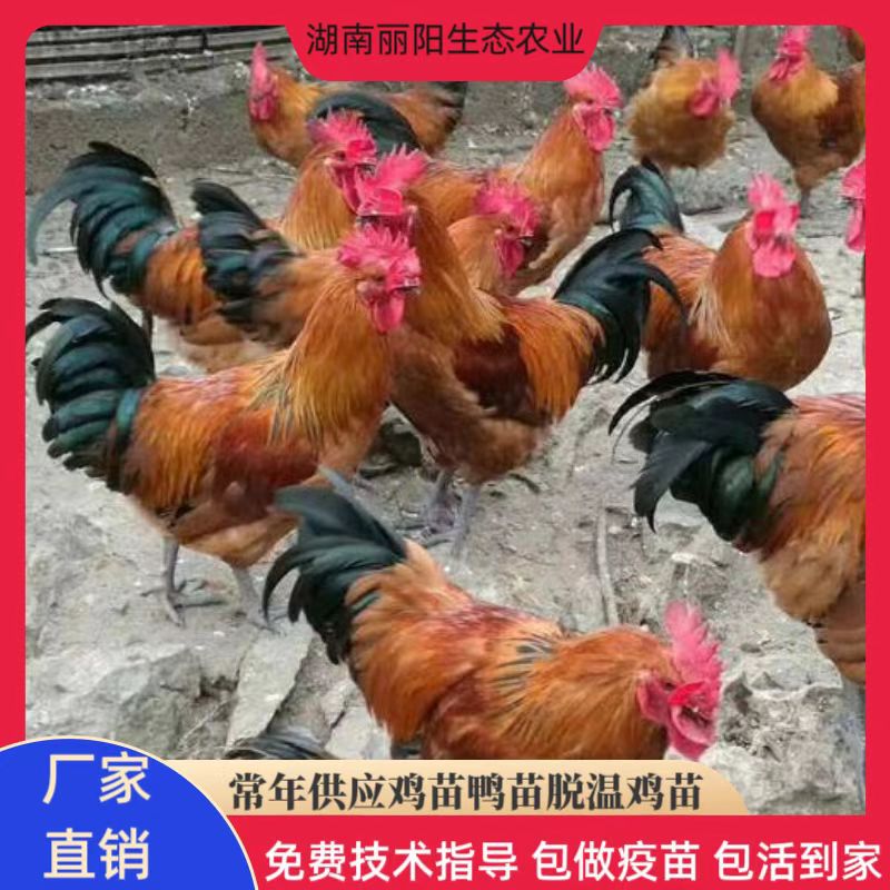 Производитель напрямую продает цыплят с зелеными лапами и красными перьями. Живые фазанчики легко содержать и разводить. Предоставляется бесплатная технология разведения