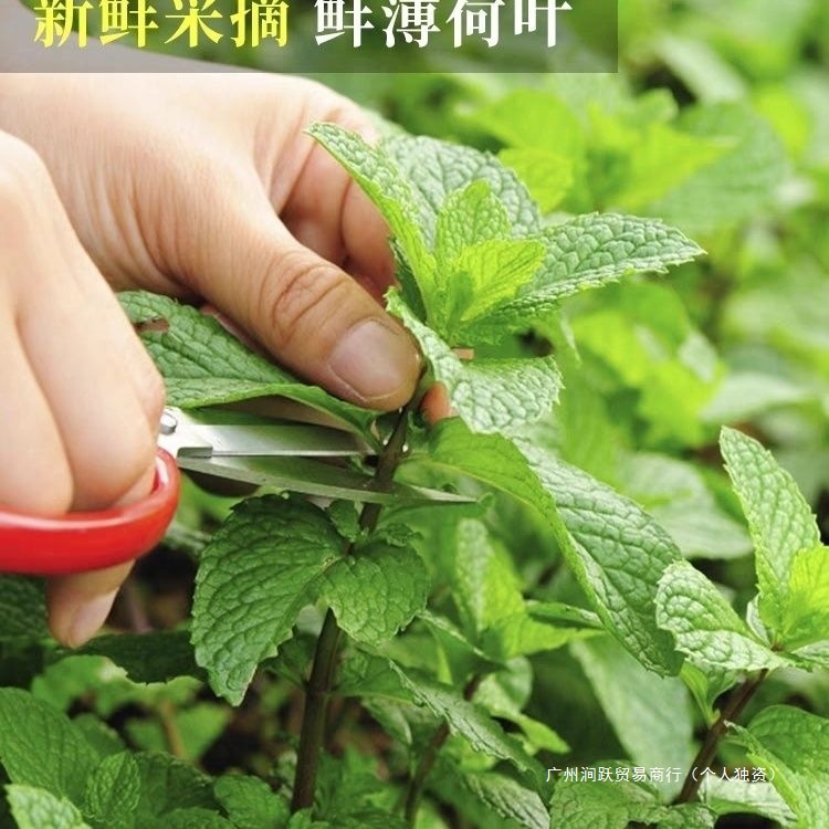 Yunnan Specialty Dehong Fresh Mint Leaves Freshly Picked Seasonal Yunnan Mint Edible Tea Cocktail Milk Tea Mint Leaves