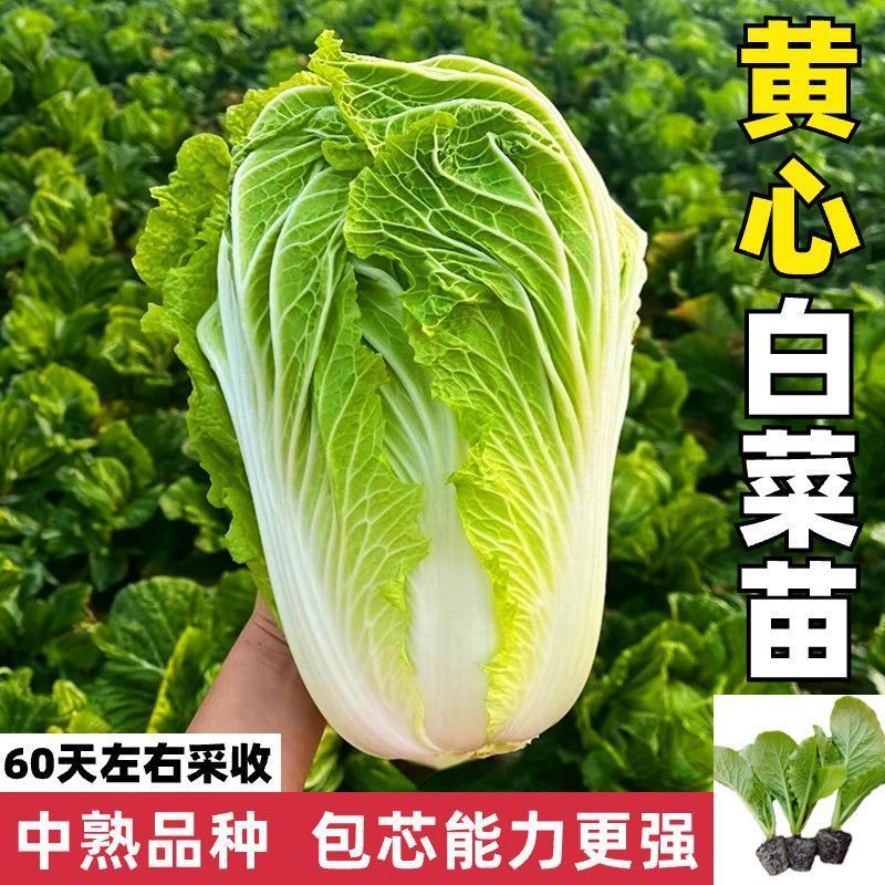 Yellow Heart Cabbage Seedlings Shipped with Soil for Autumn and Winter Vegetable Garden Courtyard Planting Vegetable Seedlings Plug Tray Seedlings