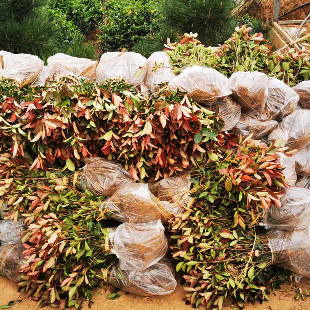 Red Leaf Briar Seedlings, Red Leaf Briar Saplings, Ground Seedlings, Courtyard Greening Seedlings, Farmers Are Sold