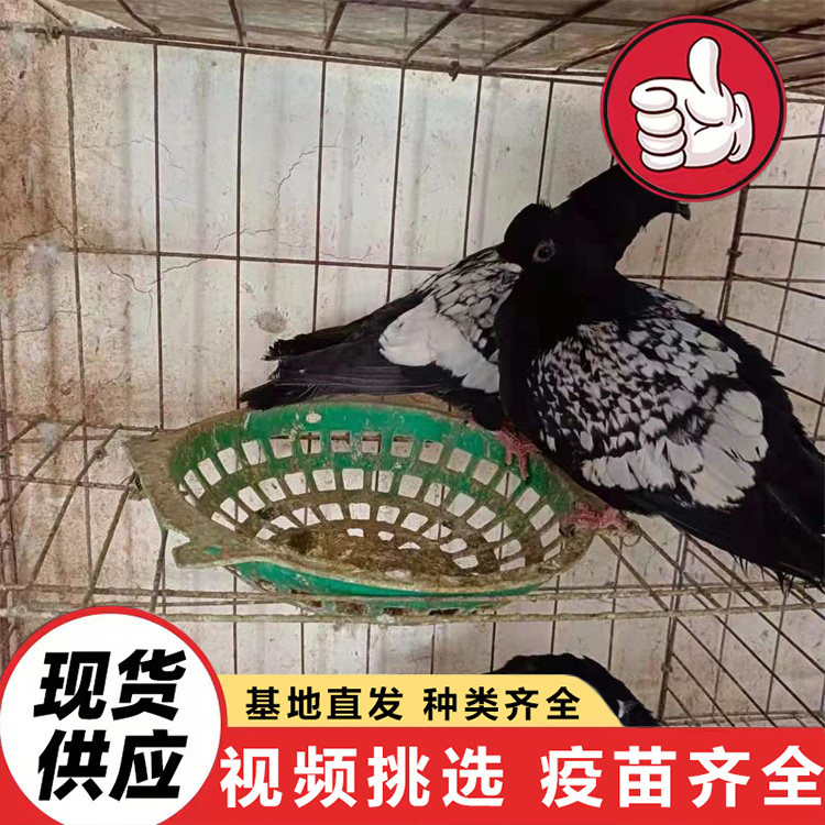 Live Yuanbao Pigeons for Sale, Park Feeding Square Pigeon Project, Purebred White Feather King Meat Pigeons, Ornamental Pigeons