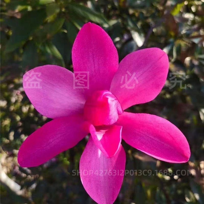 Delicate Red Magnolia Saplings Fragrant Magnolia Two Trees Red Peony Magnolia Tree Courtyard House Balcony Cold-Resistant Landscape Tree