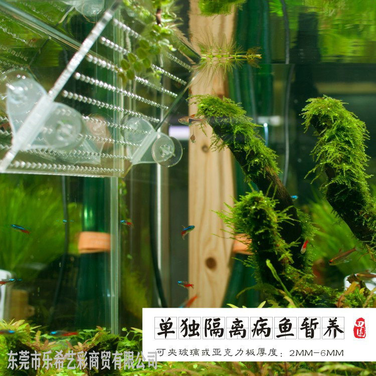 Pastoral Walk Partition Clip Fish Tank Glass Suction Cup Clip Partition Board Clip Fixed Clip Rohan Fish Isolation Board Clip