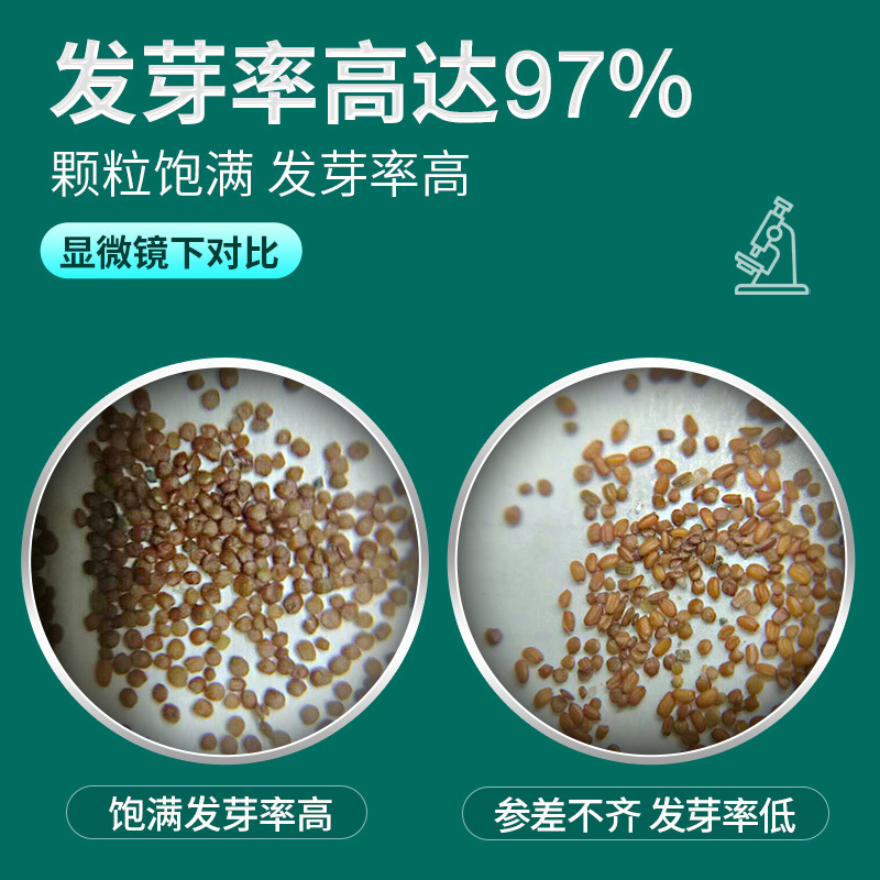 Aquatic Seeds, Fish Tank Landscaping, Plant Seeds, Green Plants, Foreground Water Lawn, Mini Opposite Leaves, Large Leaves, Cow Hair Wholesale